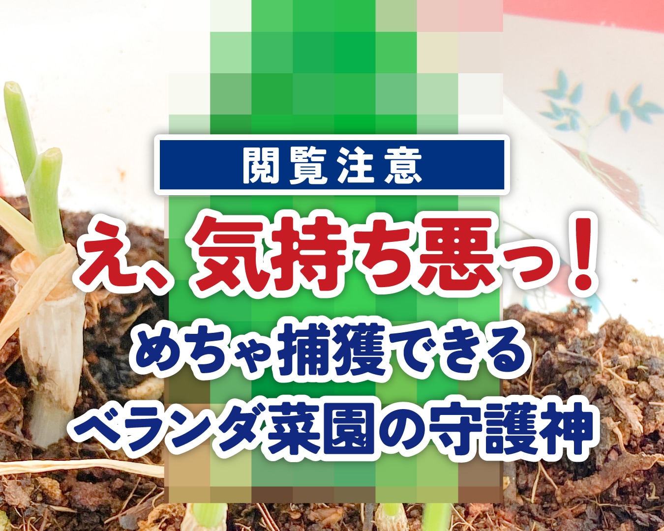 【閲覧注意】え、気持ち悪っ！めちゃ捕獲できる、ベランダ菜園の守護神