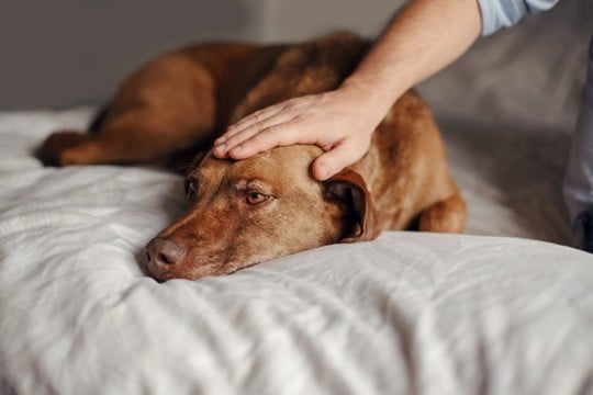 犬が『痛み』を感じているサイン5選　絶対に見逃してはいけない愛犬の行動とは？