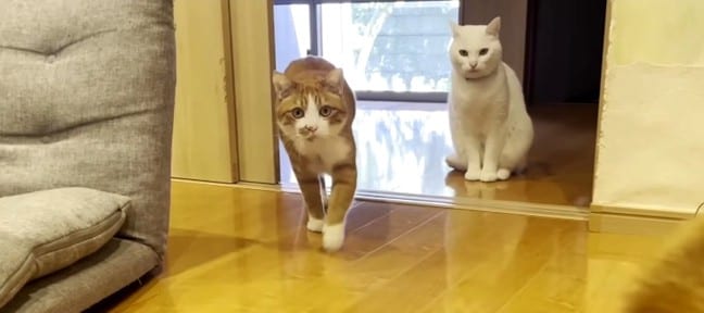 『呼んだ？』いつでもどこでも駆けつける猫ちゃんたち