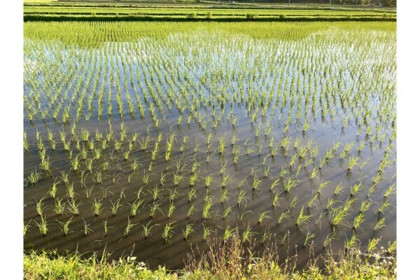 【二十四節気】6月5日「芒種」習い事を始めるのに最適の理由を解説！　楽器の日・邦楽の日・いけばなの日