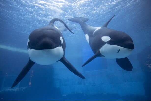 見られる水族館は全国で3カ所だけ！シャチってどんな生き物？トレーナーさんに聞いてみた