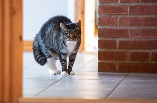 猫の『記憶力』にまつわる4つの秘密「猫は3日で恩を忘れる」はウソ？ホント？