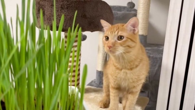 猫が『はじめての猫草』で見せた反応…"興味津々な姿"に可愛すぎると17万6000再生「窓越しの猫良すぎ」「癒やされた」の声