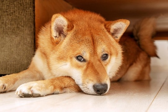 犬が『ソファの下に隠れる』5つの理由　潜っているときは無理やり出さないほうがいいの？