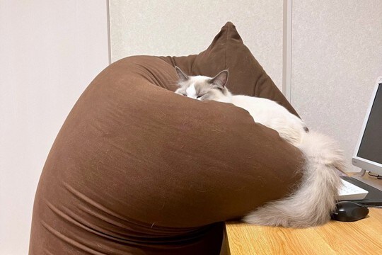 「眠たいにゃあ…」寝落ちしそうな猫ちゃんをビーズソファが支えている光景が微笑ましい♪