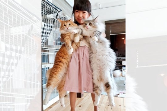 これぞ両手に花！？大型猫を抱く娘ちゃんに…「みんなカワイイ♡」と大絶賛！