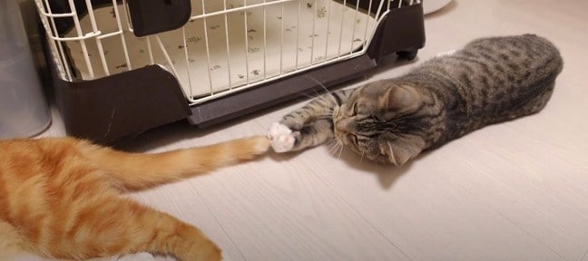 『ダメだとわかっているけれど…』目の前で揺れ動くしっぽで遊んじゃう猫ちゃん