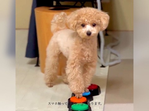 犬の前で『スマホ』を触っていたら…予想外の展開が39万再生「勝手に部屋に入ってくるオカンみたいで草」「ビックリするくらい賢いｗ」と絶賛