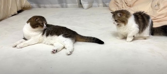 近づきすぎて怒られた！子猫と仲良くなりたい猫さん