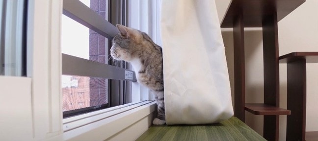 お外をじ～っ。雨音が気になる猫ちゃんたち