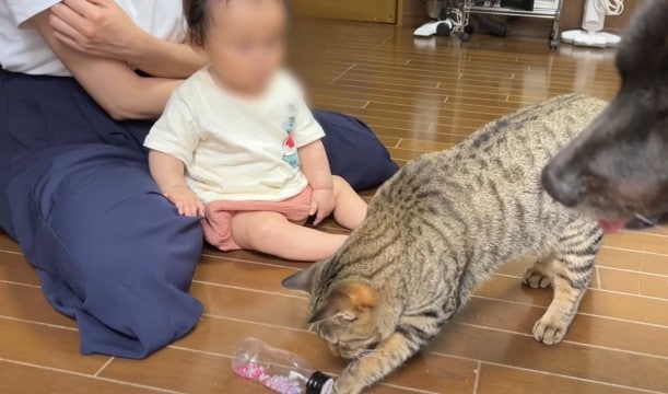 猫が『困ってる赤ちゃん』を見たら…まさかの行動が"凄すぎる"と41万2000再生の大反響「天才だね」「意図的なのが分かる」の声