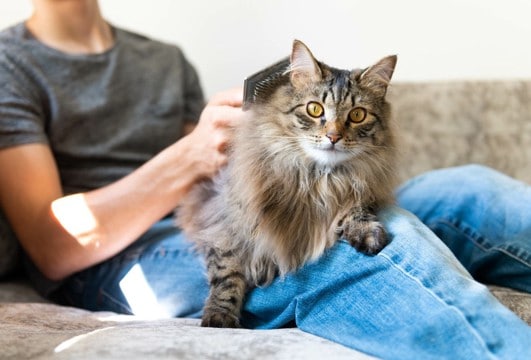 『抜け毛が多い』とされるダブルコートの猫種4選　お手入れ方法や飼育で気をつけるべき点も