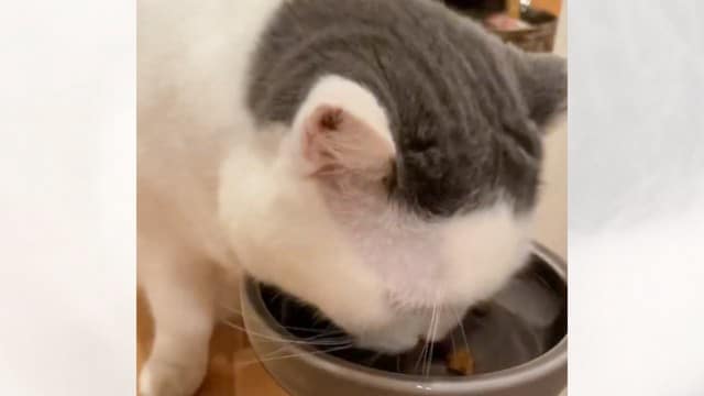 『食べっぷりが最高な猫』撮ってみた結果…"ハフハフ"勢いよく食べる姿が可愛すぎると77万3000再生「早いｗ」「気持ちいいほど」