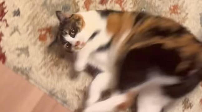 猫が飼い主に『構ってほしくて』全力出した結果…あまりにも大胆なアピール方法が可愛すぎると9万5000再生「声出た」「勢いがｗ」