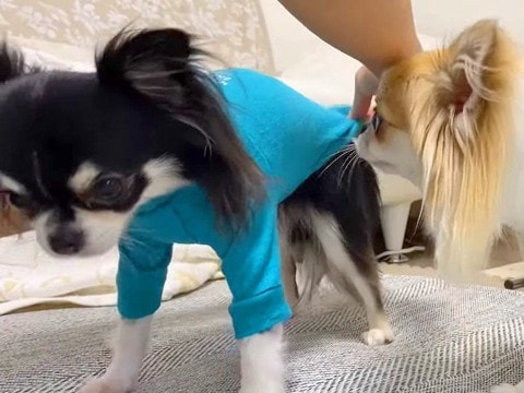 犬たちに『新しく届いたお洋服』を着せた結果…まさかの反応が3万5000再生「キレ方が可愛すぎるｗ」「隠れる姿に笑っちゃう」