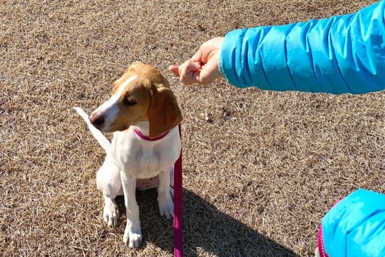 犬が飼い主のことを怪しんでいるときにする仕草や行動4つ　愛犬から疑われないためにできることまで