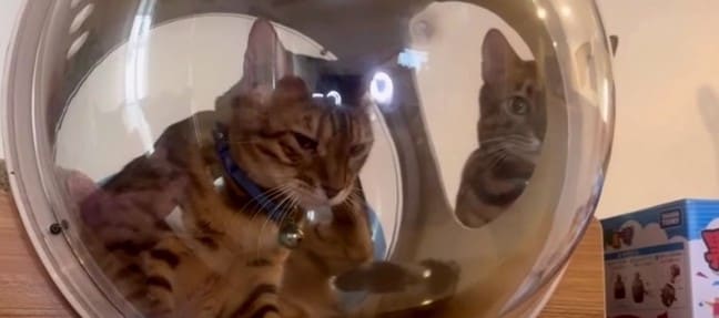 宇宙船ハウスに入りたい！父猫の後ろで順番待ちする息子猫