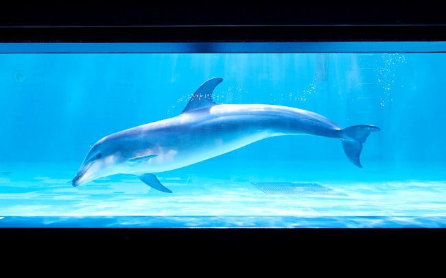 【水族館】「しながわ水族館」で立地にちなんだ東京湾の生き物の展示や、目の前で見られるショーを楽しむ