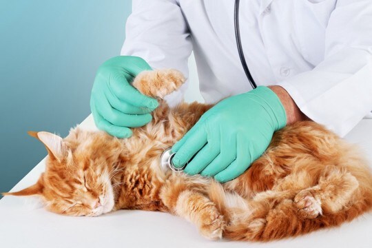 猫に『意識障害』を引き起こす病気3選　主な症状や予防法を解説