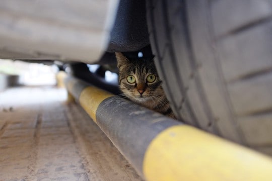 高速道路を走る車にしがみついて30キロ先へ…逃亡猫、奇跡的に無事飼い主のもとへ　カナダ