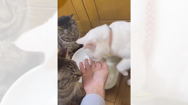 猫3匹同時に『お手』をさせてみた結果…突然"予想外の小競り合い"が勃発してしまう光景が面白すぎると話題に