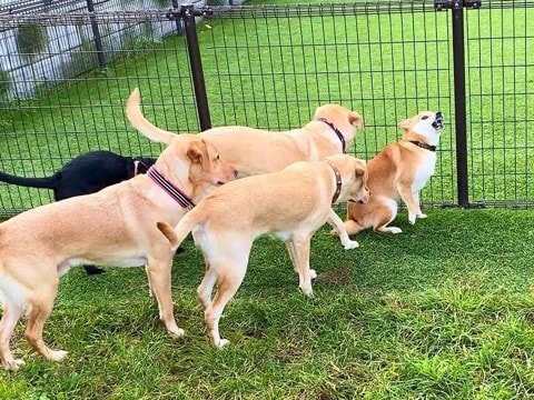 『ひぃ～…』柴犬とドッグランに行った結果…他のワンコから『洗礼を受ける』光景が可愛すぎると42万再生「しっぽ下がりすぎで草」「泣きそうｗ」