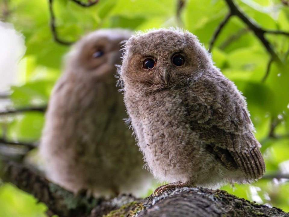 人形みたい…小さなフクロウ「オオコノハズク」の巣立ち直後の姿が可愛い！珍しい野鳥が子育てする森｜鳥取県八頭町