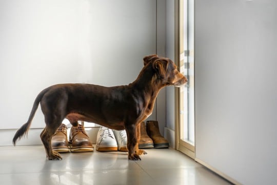 愛犬が脱走しちゃった！気をつけるべきシチュエーションと、逃げられたらまずやるべきこと