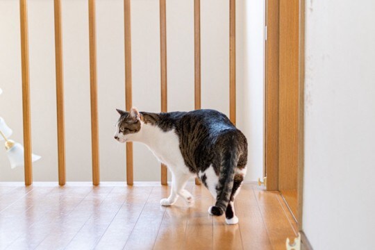 愛猫が『飼い主さんを探しているとき』の3つの行動　そのときの気持ちとあわせて解説