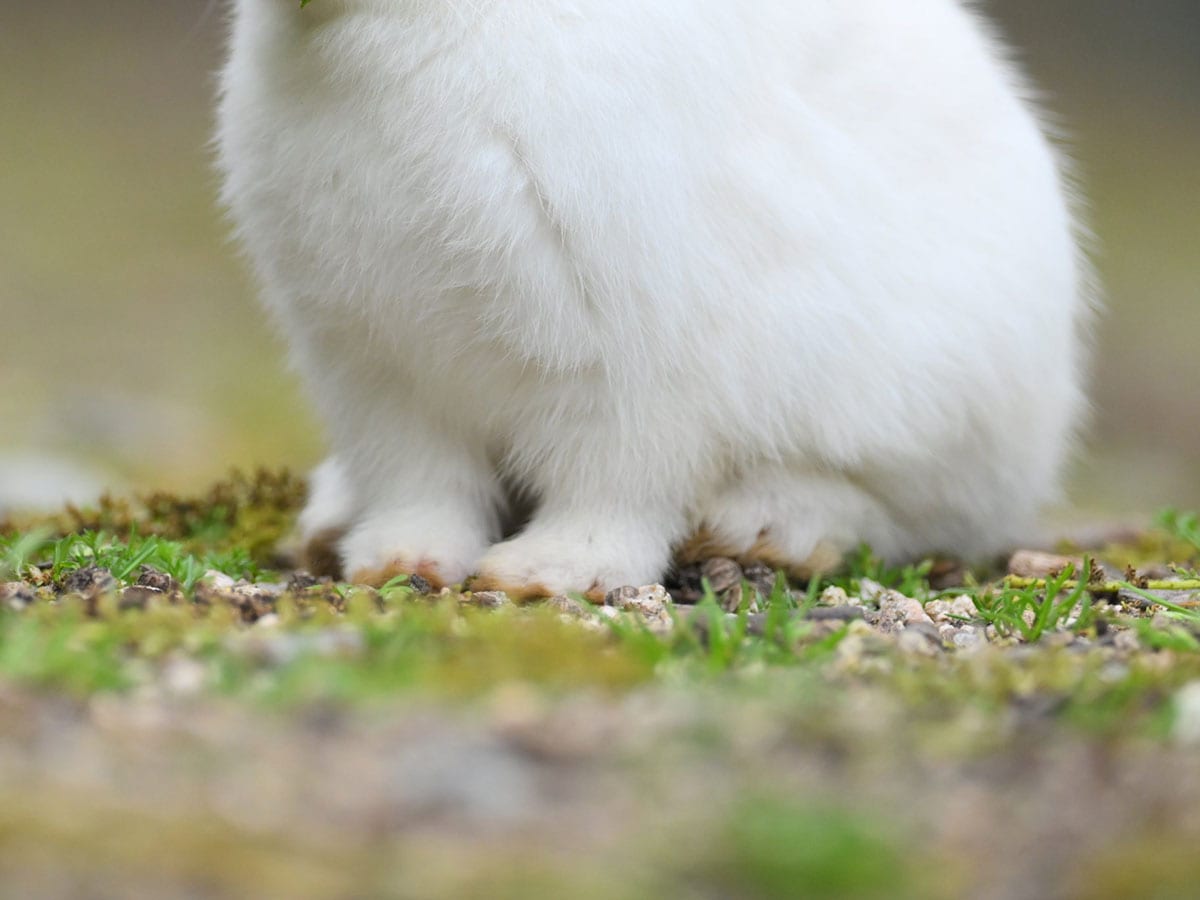 「ウサギってこんな顔するんだ…」　写真家がとらえた１枚が「幸せそう」