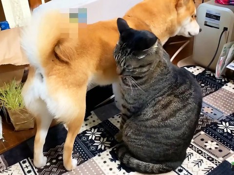 『兄猫が好きすぎる妹犬』1日中付きまとったら…『妹に甘すぎる』兄の姿が7万4000再生「メチャ可愛いｗ」「譲る所は流石お兄ちゃん」