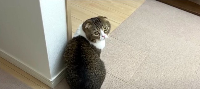 パパ猫の後をついていくとピンチの息子猫を発見！