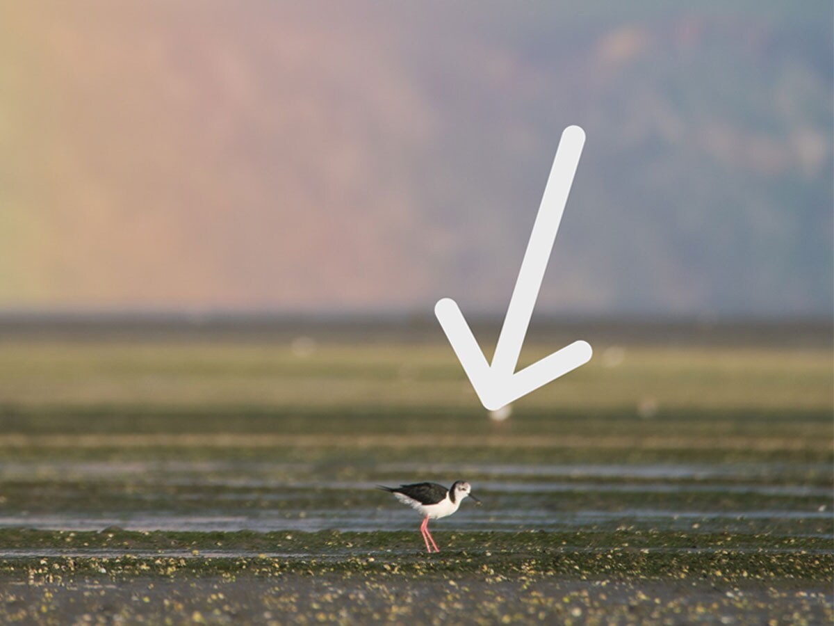 『虹を見ている鳥』を撮ったつもりが？　拡大して判明したコトに「笑った」