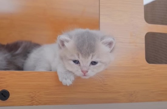 赤ちゃん猫が『眠すぎた』結果…兄妹猫に見せた『可愛すぎる行動』に悶絶する人続出「ただただ天使」「笑顔になった」の声