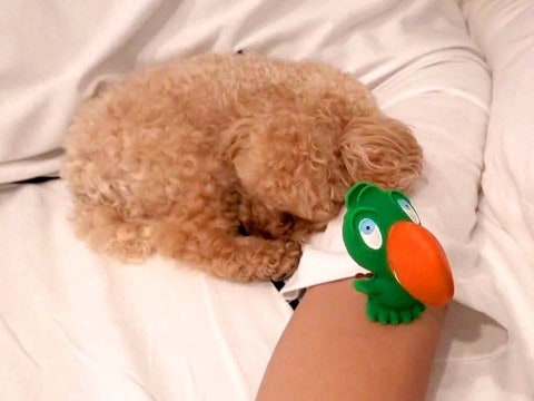 寝てる犬の前に『新しいおもちゃ』置くドッキリしてみた結果…可愛すぎる結末が35万再生「怪しまれてて草」「匂いで完全にバレてるｗ」と絶賛