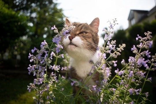 名前に「猫」がつくほかの生き物5つ　その理由もあわせてご紹介