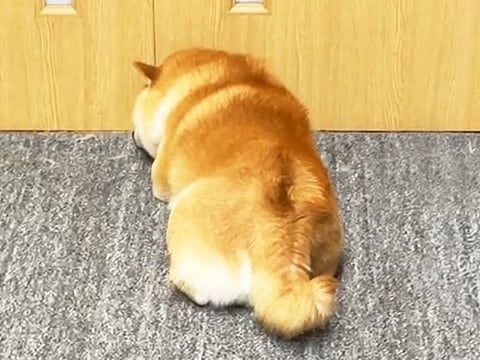 犬が『いじけてしまった』結果…まさかの『すべての動きが遅くなる姿』が112万再生「背中で語るの草」「かわいすぎて笑い止まらんｗ」と爆笑