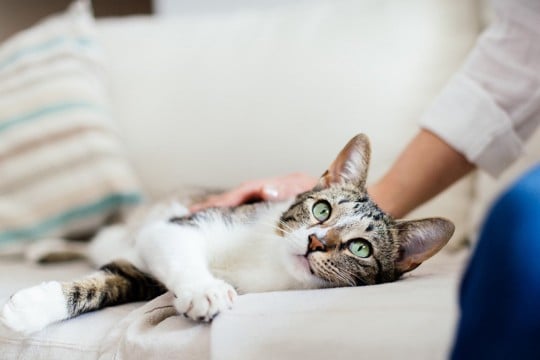 猫が飼い主さんに『ベタ惚れ♡』なときの行動4選　あなたが愛猫にとって特別な人である証！