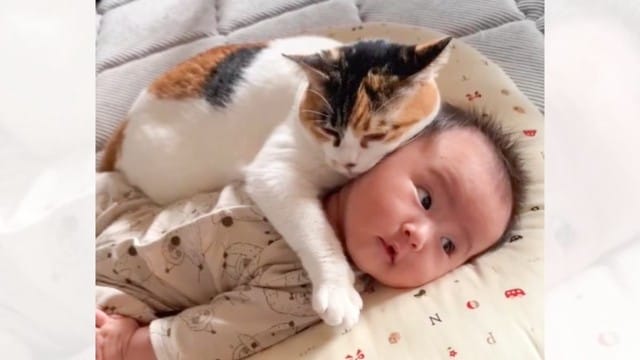 『この子は絶対に離さないニャ』猫が赤ちゃんを大好きになったら…尊すぎる光景が71万1000再生「可愛すぎて」「温もりが伝わる」