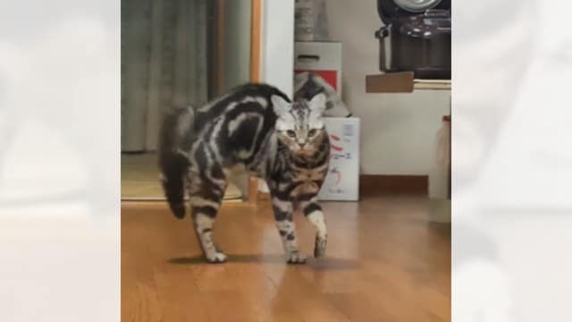 ご飯が遅くて『不機嫌な猫』の元へ帰宅したら…"やんのかステップ"で出迎える姿が面白すぎると110万再生「激おこｗ」「容赦ないｗ」