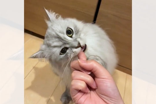 「甘えているのかと思ったら…」普段甘噛みしない猫がカミカミ「これって食われている？」