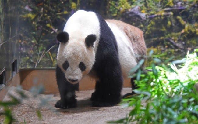 魅力あふれるジャイアントパンダが有名！日本初の動物園「恩賜上野動物園」