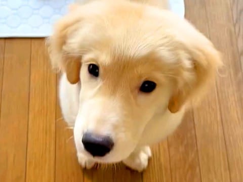 売れ残っていた『大型犬の子犬』を飼った結果…お迎え当日の様子が『愛にあふれすぎている』と13万再生「まさに天使」「無償の愛ですね」