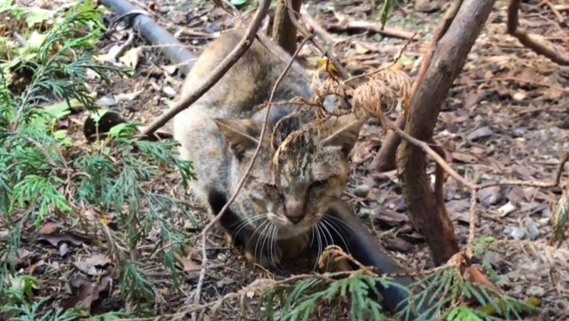 『駐車場に捨てられた小さな猫』保護した結果…その後の様子に涙があふれでると22万5000再生「ありがとう」「よく生きてくれた」