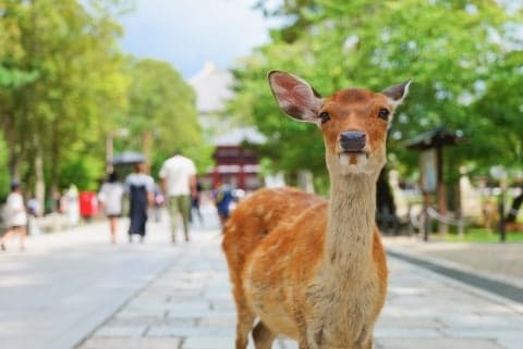 天然記念物「奈良のシカ」を蹴飛ばす動画拡散、県に苦情殺到…文化財保護法違反に問われる可能性も