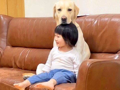 大型犬が『小さな女の子とのお留守番』を任された結果…まるで人間のような『甘やかしている光景』が122万再生「母性凄い」「仏のよう」と絶賛