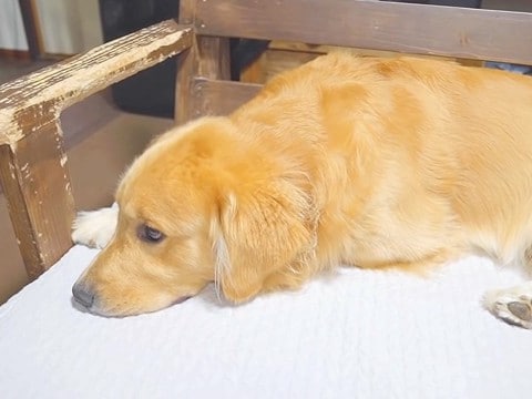 犬がくつろいでいる時に『お風呂』と言った結果…人間すぎる『まさかの反応』が106万再生「溜息可愛いｗ」「気持ちはめちゃ分かる」と爆笑