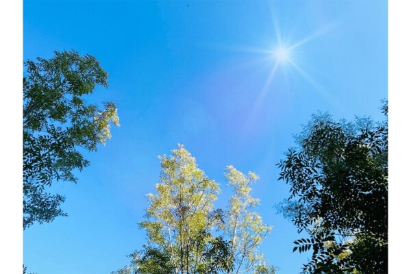 【二十四節気】7月6日「小暑」この時期の行事や旬の花って？ 「暑中見舞い」送るタイミングも