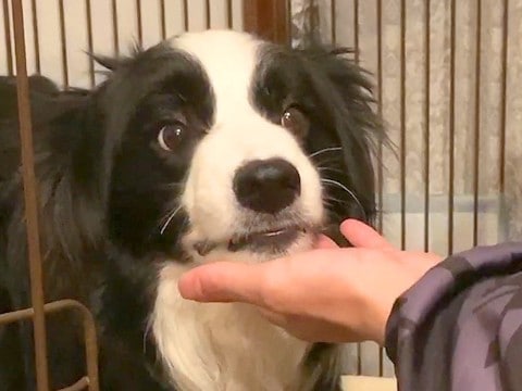 犬を置いて外出した結果…『触んなボケ！』お父さんにキレる姿と『まさかの結末』が21万再生「本当は大好きだよねｗ」「拗ね方ハードモード」