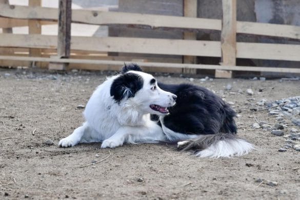 「横顔が志村けんな犬」が“想像以上に志村けん！”と話題。正面はどんな顔？ 飼い主を取材／2024年6月トップ5